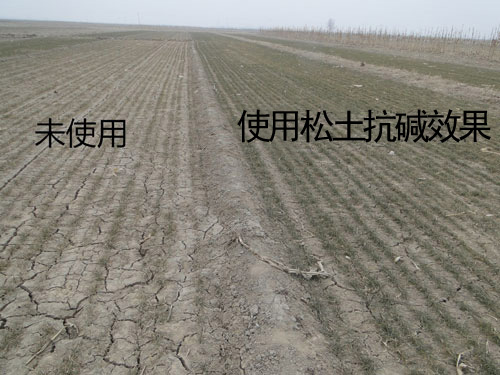 河北河间麦田使用松土抗碱效果